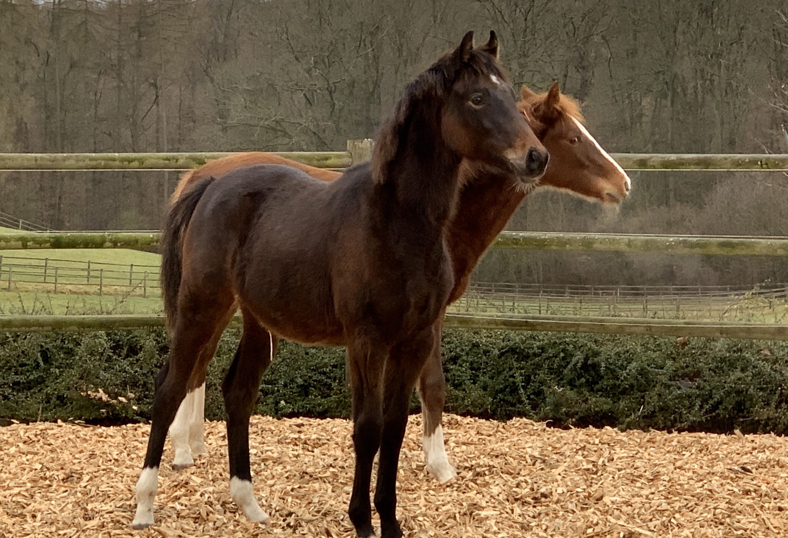 Thumbnail Olivia van’t Breezerhof