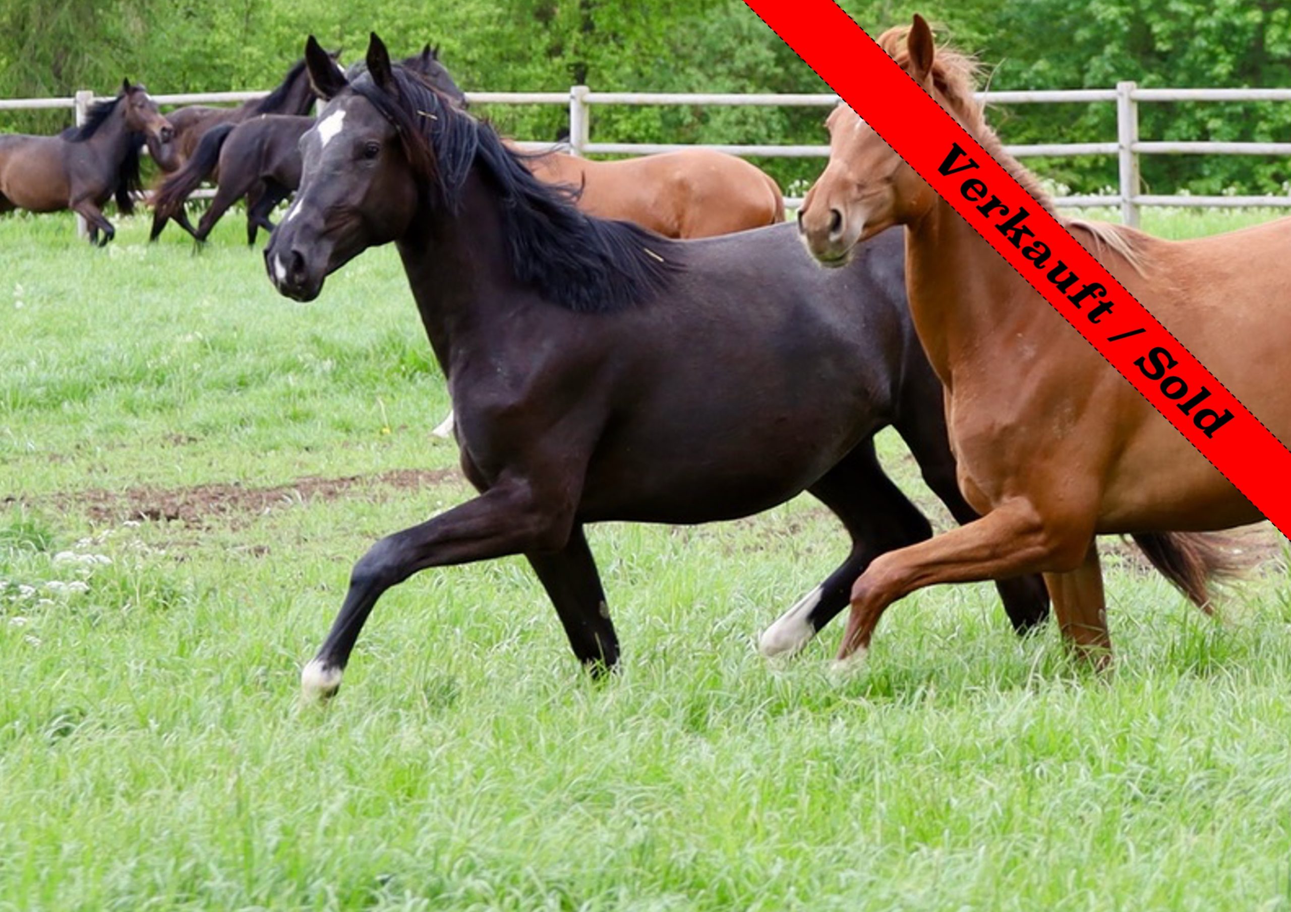 Thumbnail Estella von der Mittelerde